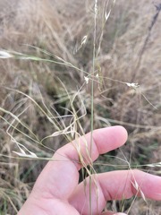 Austrostipa aristiglumis