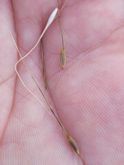 Austrostipa aristiglumis
