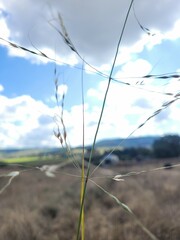 Austrostipa aristiglumis