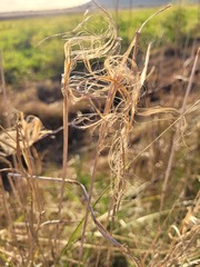 Austrostipa aristiglumis