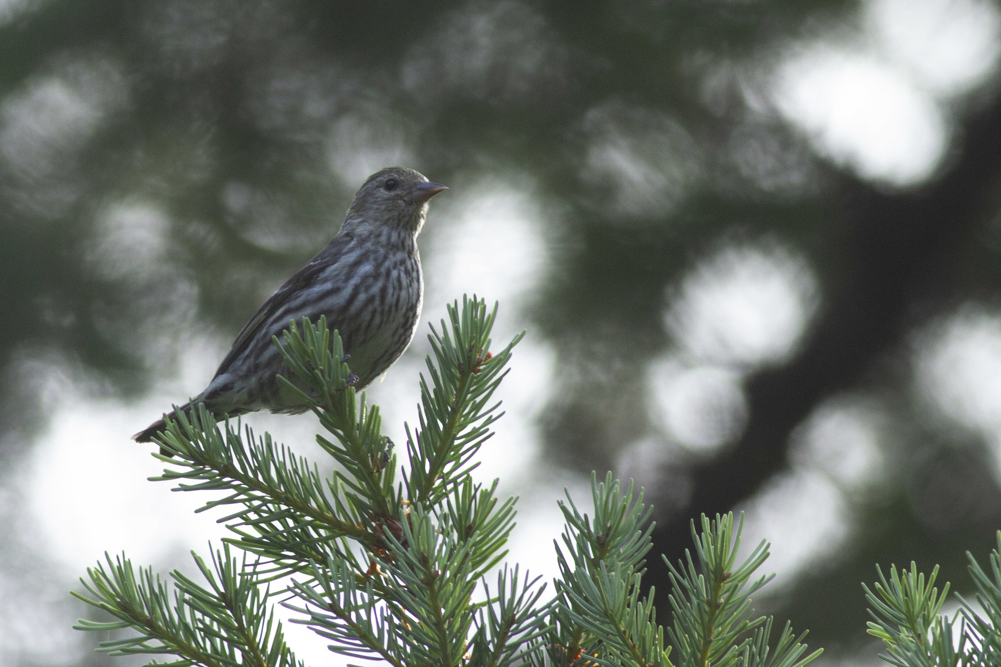 Pine Siskin