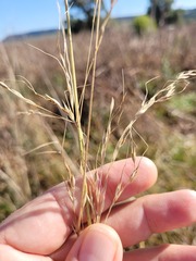Austrostipa aristiglumis