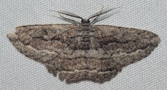 Scioglyptis chionomera