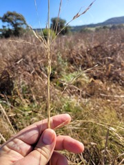Austrostipa aristiglumis