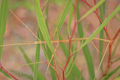 Arphax australis