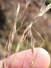 Austrostipa aristiglumis