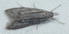 Leptosaces pytinaea