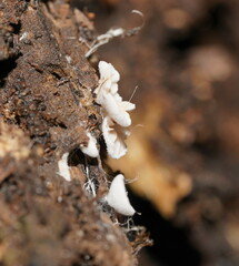 Entoloma pitereka