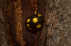 Paropsisterna sexpustulata