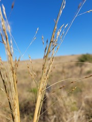 Panicum queenslandicum