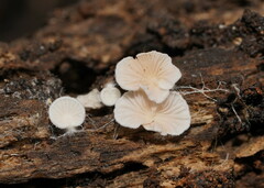 Entoloma pitereka