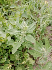 Chenopodium album