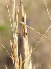 Panicum queenslandicum