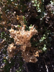 Ericameria cuneata