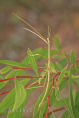 Arphax australis