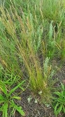 Festuca rupicola