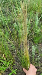 Festuca rupicola