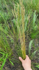 Festuca rupicola