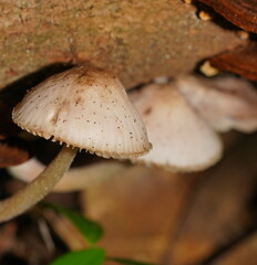 Mycena clarkeana