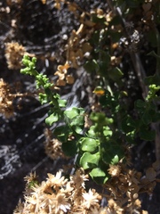 Ericameria cuneata