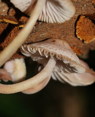 Mycena clarkeana