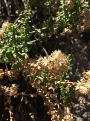 Ericameria cuneata