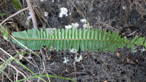 Nephrolepis cordifolia image