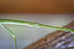 Anophelepis telesphorus