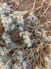 Euphorbia vallis-mortae