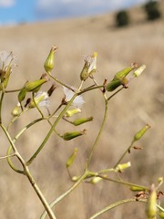 Senecio queenslandicus