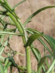 Senecio queenslandicus