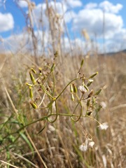 Senecio queenslandicus