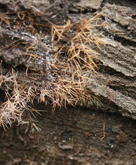 Phaeopterula stipata