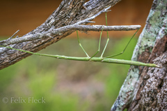 Anophelepis telesphorus