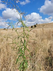 Senecio queenslandicus