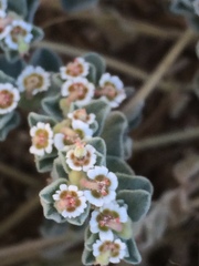 Euphorbia vallis-mortae