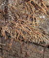 Phaeopterula stipata