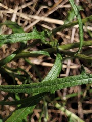 Senecio queenslandicus