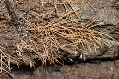 Phaeopterula stipata