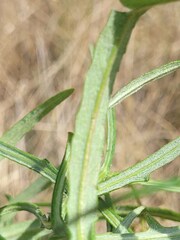 Senecio queenslandicus