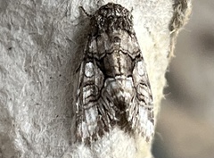 Sympistis chionanthi