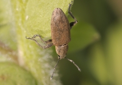 Tanymecus palliatus