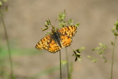 Phyciodes pallida