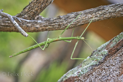 Anophelepis telesphorus