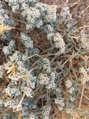 Euphorbia vallis-mortae