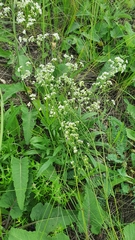 Galium hexanarium
