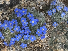 Eritrichium argenteum