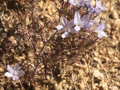 Eriastrum pluriflorum