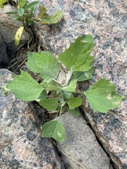 Chenopodium album
