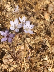 Eriastrum pluriflorum